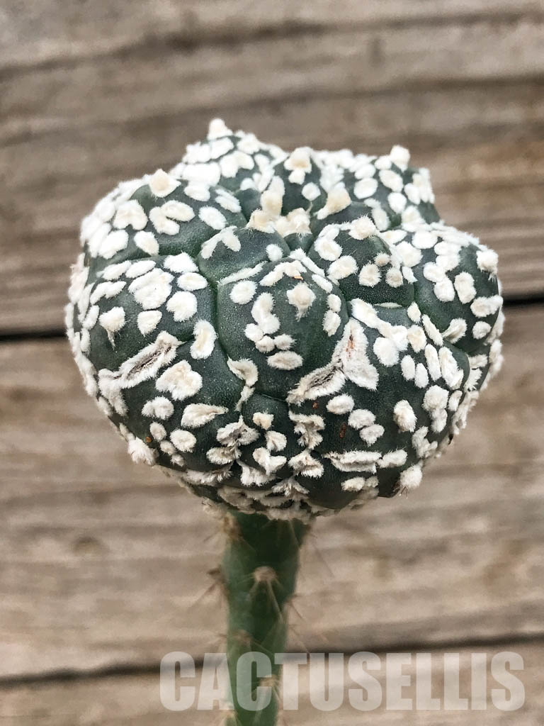 SHPR6554 Astrophytum asterias cv. Super Kabuto x Kikko - Image 2