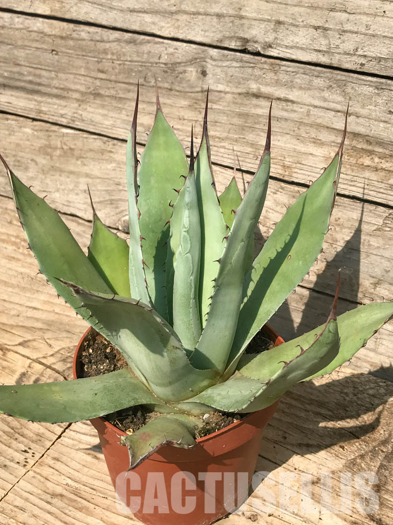 SH6559 Agave parryi var. parryi - Image 3