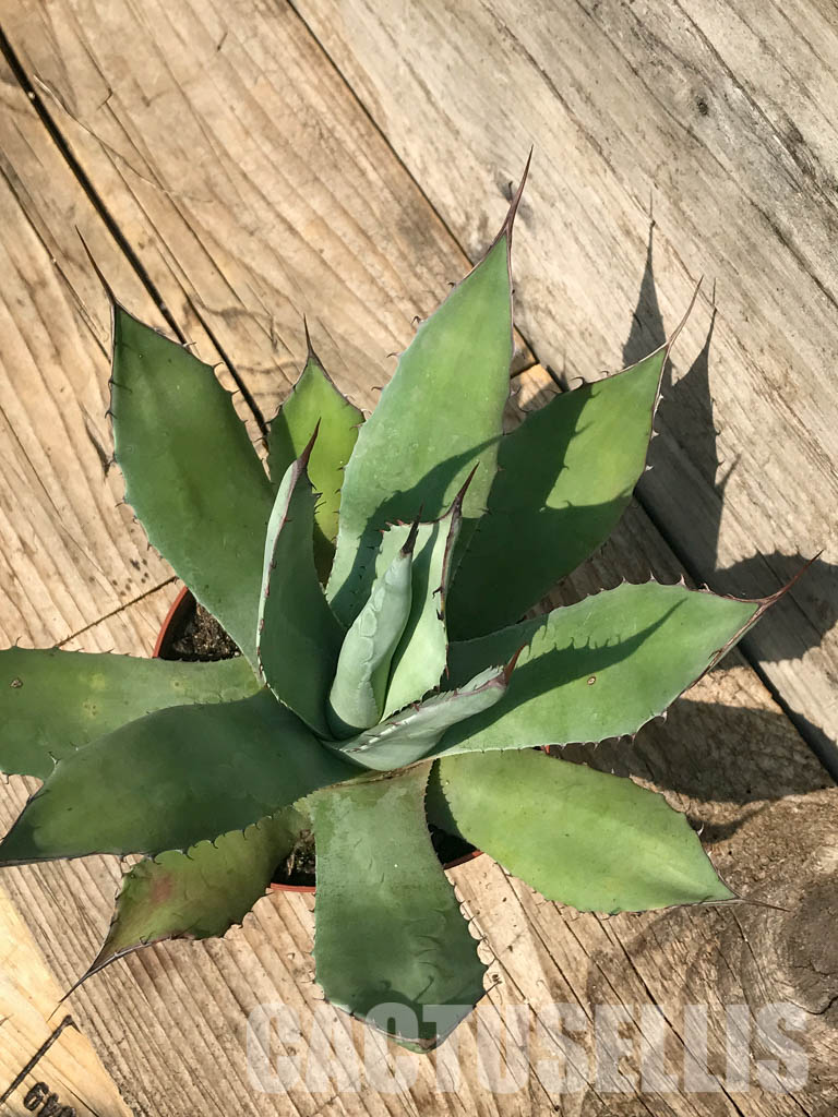 Agave parryi 'J.C.'s Shadow' 194 Agave parryi 'J.C. Raulston