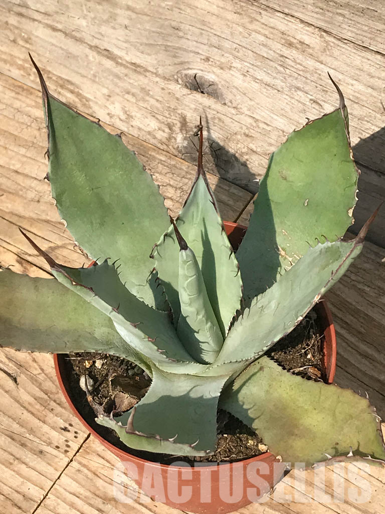 Agave parryi 【hybrid】239 Agave parryi 'Oregon Hybrid' COLD HARDY ZONE 5 – Desertscape