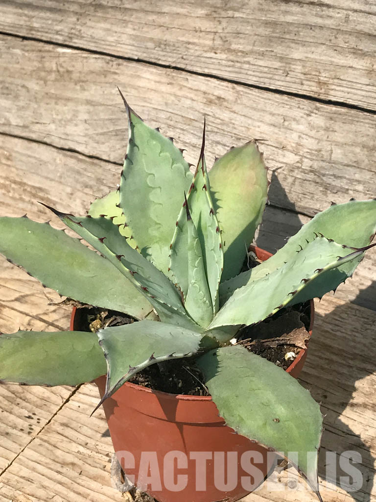 SH6559 Agave parryi var. parryi - Image 6