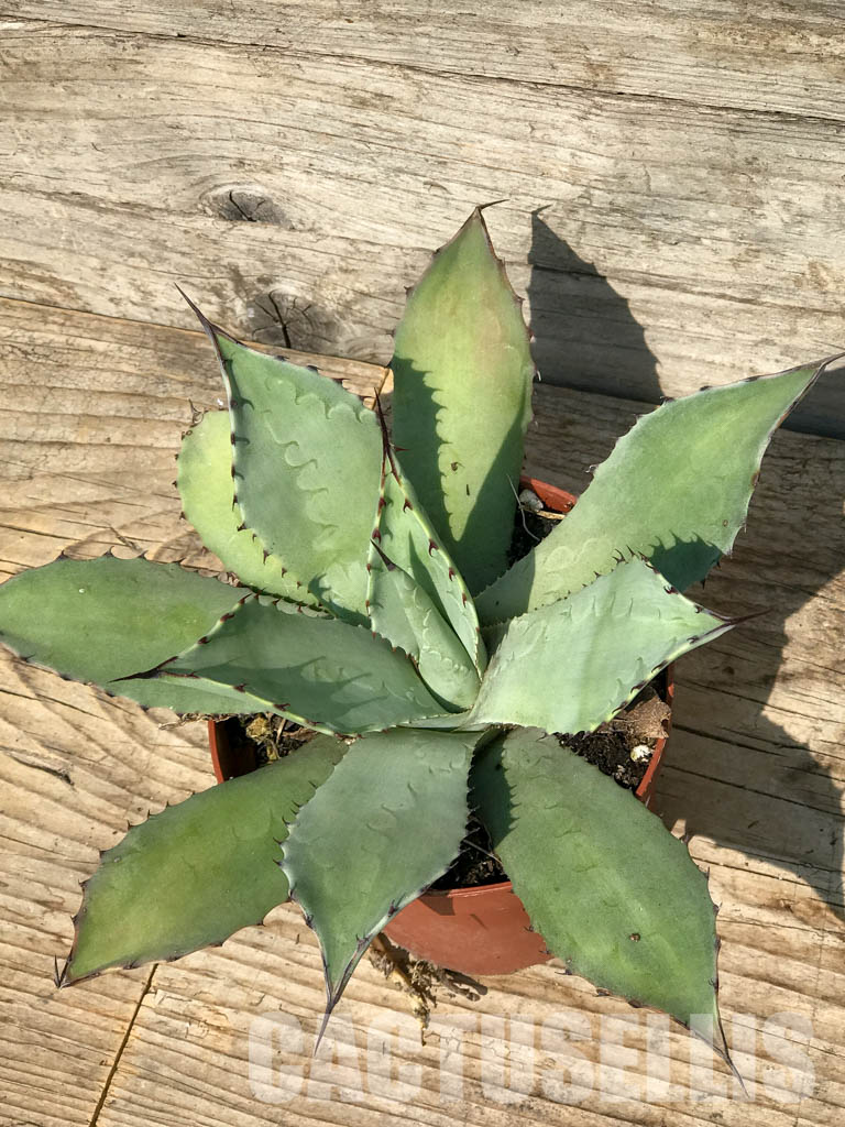 SH6559 Agave parryi var. parryi - Image 7