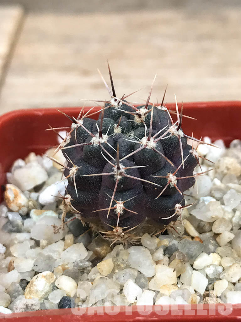 SHPR6560 Gymnocalycium gibbosum var. nobile, Sierra de La Ventana, Argentina - Image 2