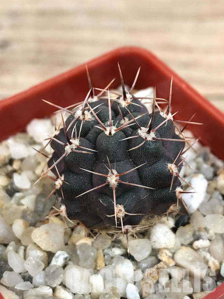 SHPR6560 Gymnocalycium gibbosum var. nobile, Sierra de La Ventana, Argentina - Image 3