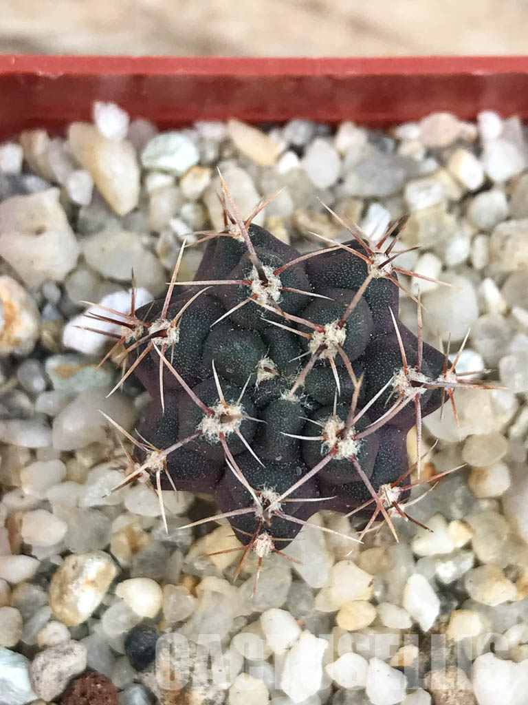 SHPR6560 Gymnocalycium gibbosum var. nobile, Sierra de La Ventana, Argentina