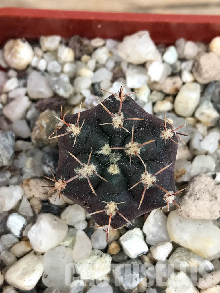 SHPR6560 Gymnocalycium gibbosum var. nobile, Sierra de La Ventana, Argentina - Image 5