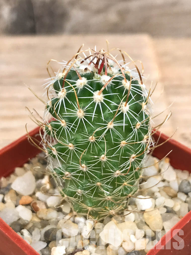 SHPR6562 Stenocactus lancifer, Mexico - immagine 2