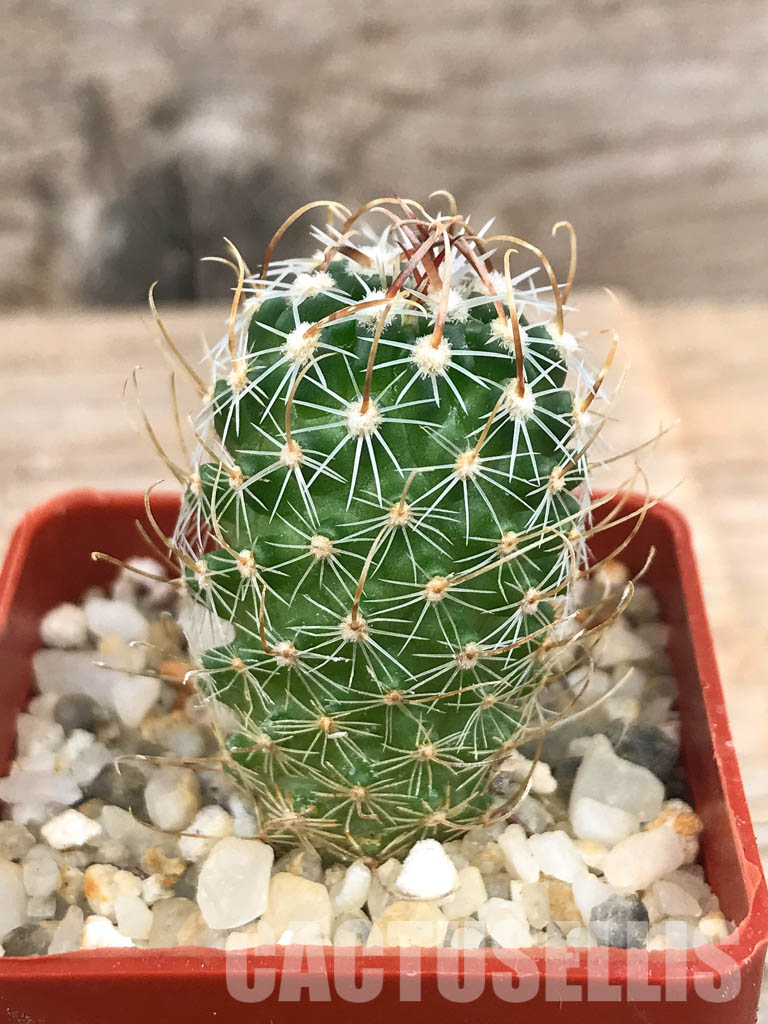 SHPR6562 Stenocactus lancifer, Mexico - immagine 3