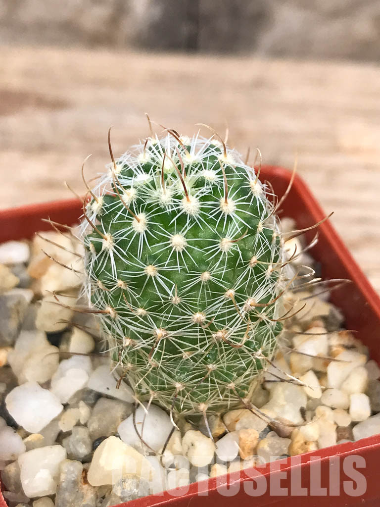 SHPR6562 Stenocactus lancifer, Mexico - immagine 5