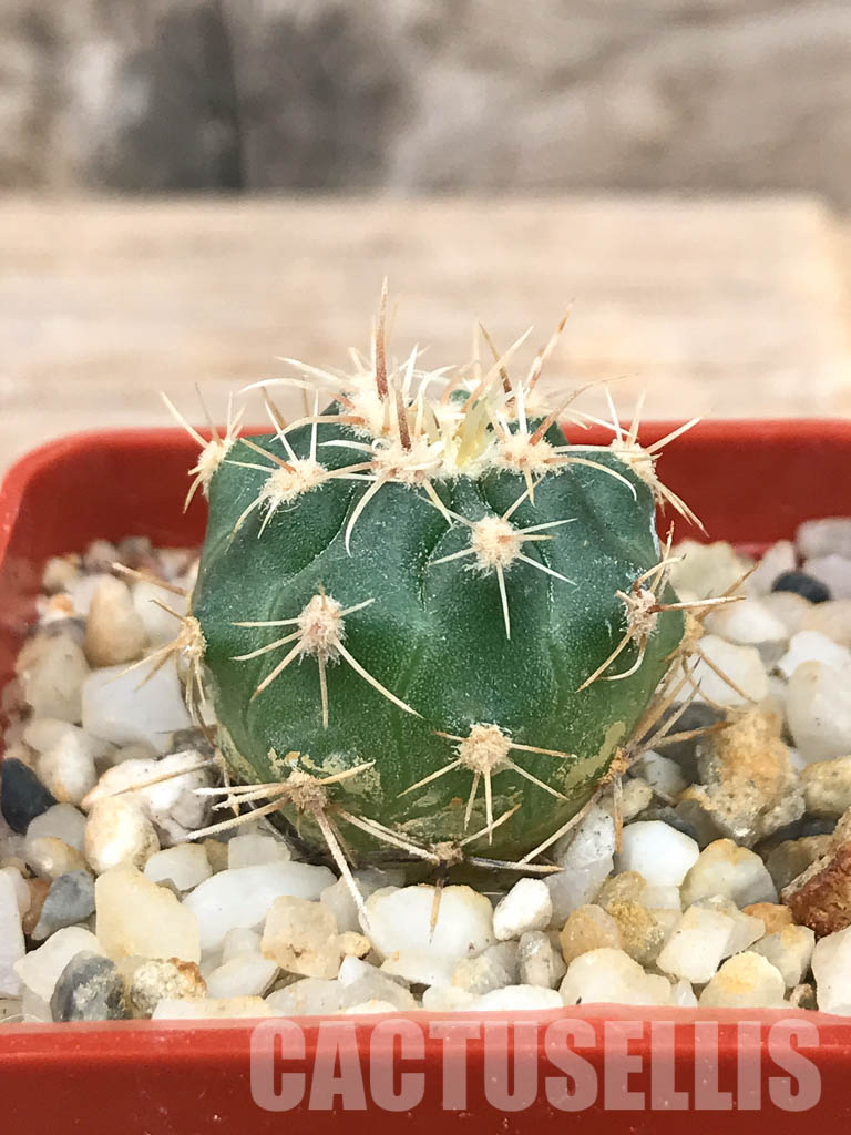 SHPR6564 Gymnocalycium achirasense var. orientale LB 332, Las Albahacas, East of Sierra de Comechingones, Córdoba, Argentina - Image 2