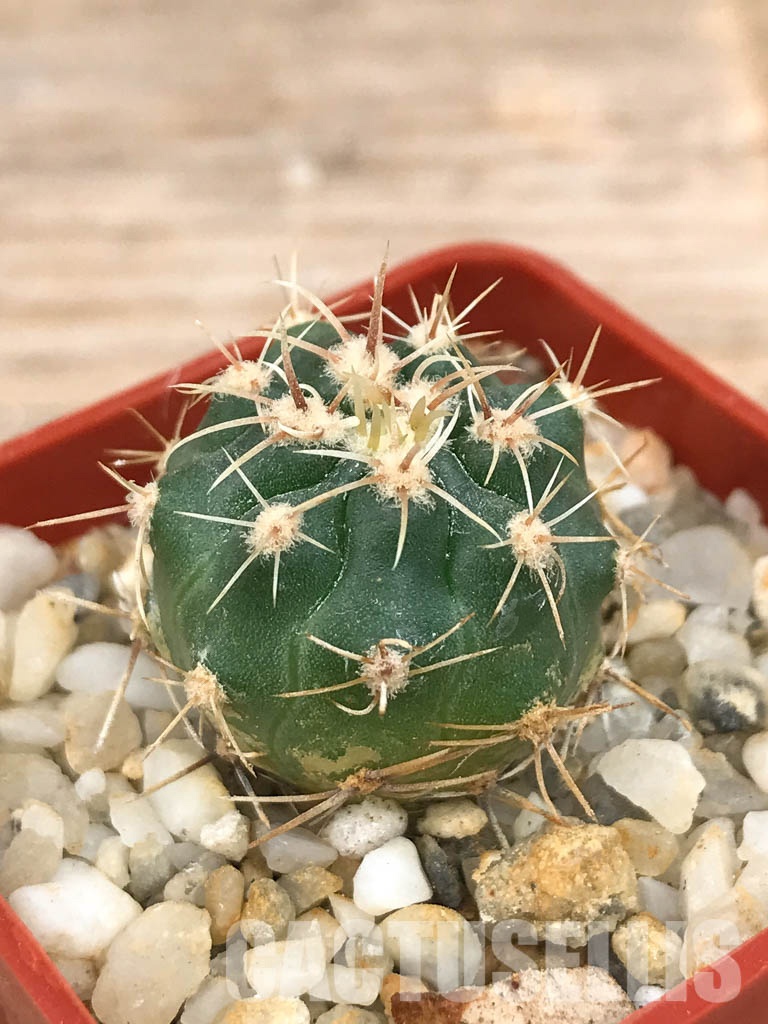 SHPR6564 Gymnocalycium achirasense var. orientale LB 332, Las Albahacas, East of Sierra de Comechingones, Córdoba, Argentina - Image 3