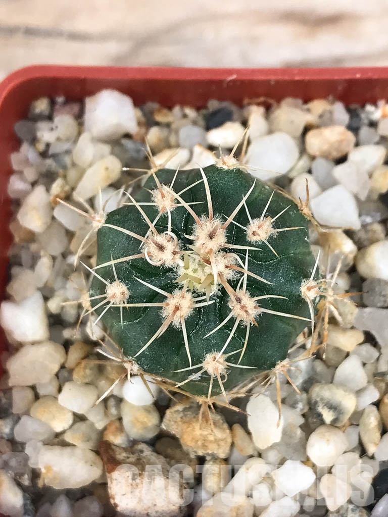 SHPR6564 Gymnocalycium achirasense var. orientale LB 332, Las Albahacas, East of Sierra de Comechingones, Córdoba, Argentina