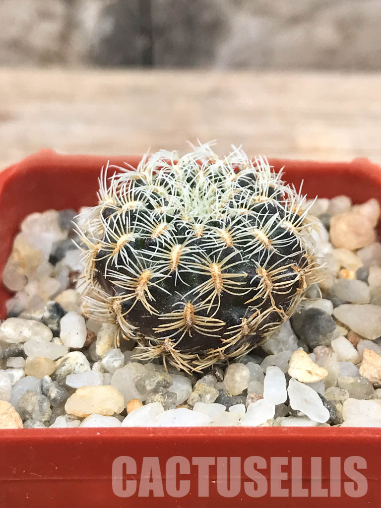 SHPR6565 Sulcorebutia albissima HS 106, West of Aiquile, Cochabamba, Bolivia - Image 2