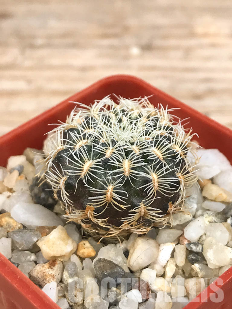SHPR6565 Sulcorebutia albissima HS 106, West of Aiquile, Cochabamba, Bolivia - Image 3