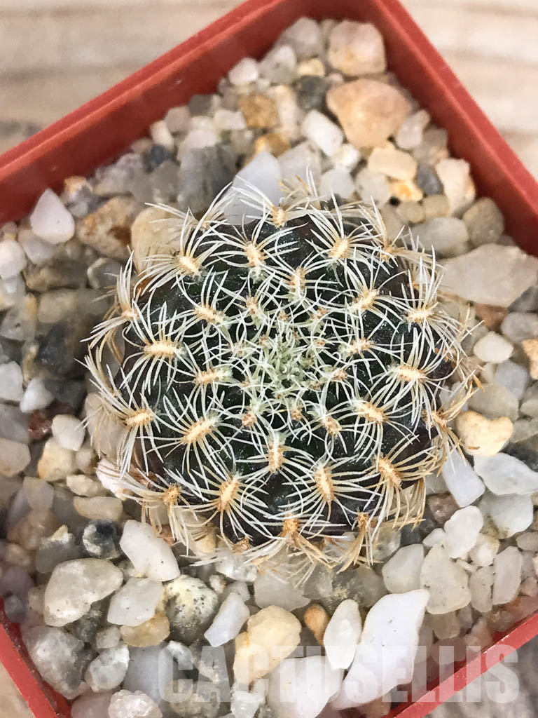 SHPR6565 Sulcorebutia albissima HS 106, West of Aiquile, Cochabamba, Bolivia