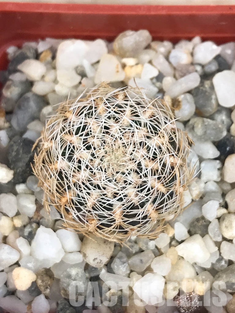 SHPR6565 Sulcorebutia albissima HS 106, West of Aiquile, Cochabamba, Bolivia - Image 5