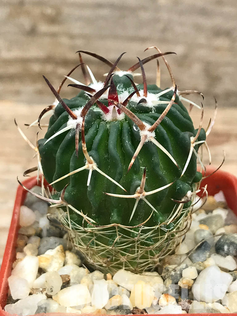 SHPR6569 Stenocactus phyllacanthus v. violaciflorus, San Luis Potosi, Mexico - Image 2