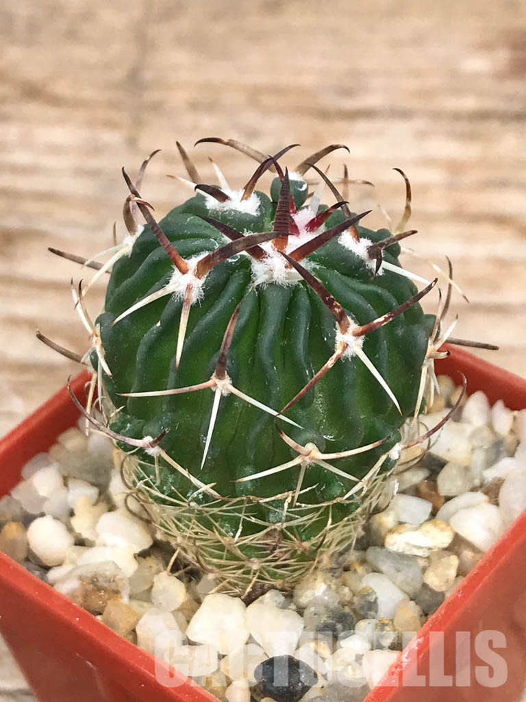 標本 Mexico Heterostenus buprestoides 41-64mm LAZULITE-GRAVESMT-GEORGIA-4.