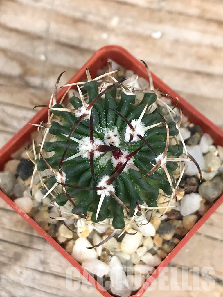 SHPR6569 Stenocactus phyllacanthus v. violaciflorus, San Luis Potosi, Mexico