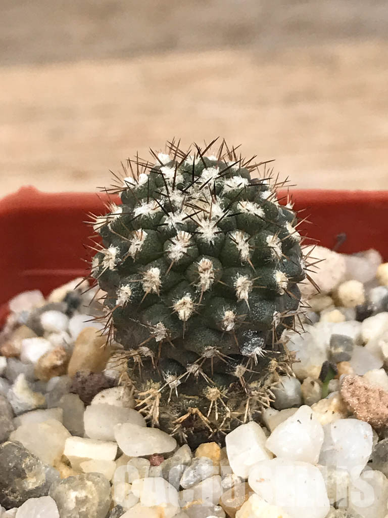 SHPR6570 Eriosyce heinrichiana (Pyrrhocactus chorosensis Ritter) JA01, Quebrada Choros, north of La Serena, Chile - Image 2