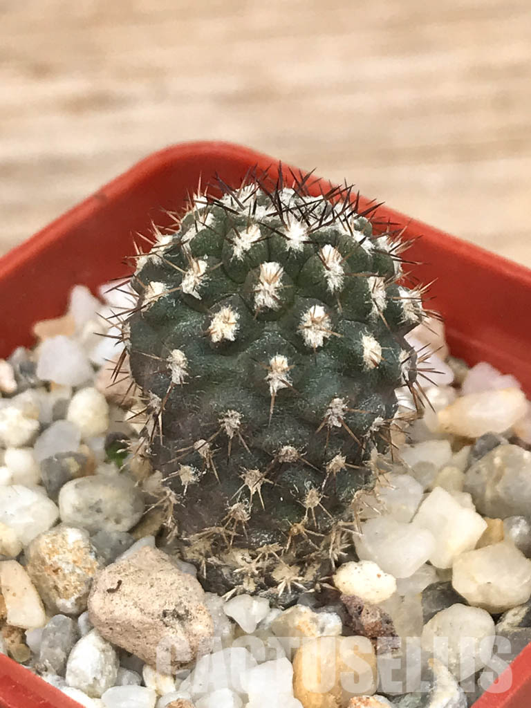SHPR6570 Eriosyce heinrichiana (Pyrrhocactus chorosensis Ritter) JA01, Quebrada Choros, north of La Serena, Chile - Image 3