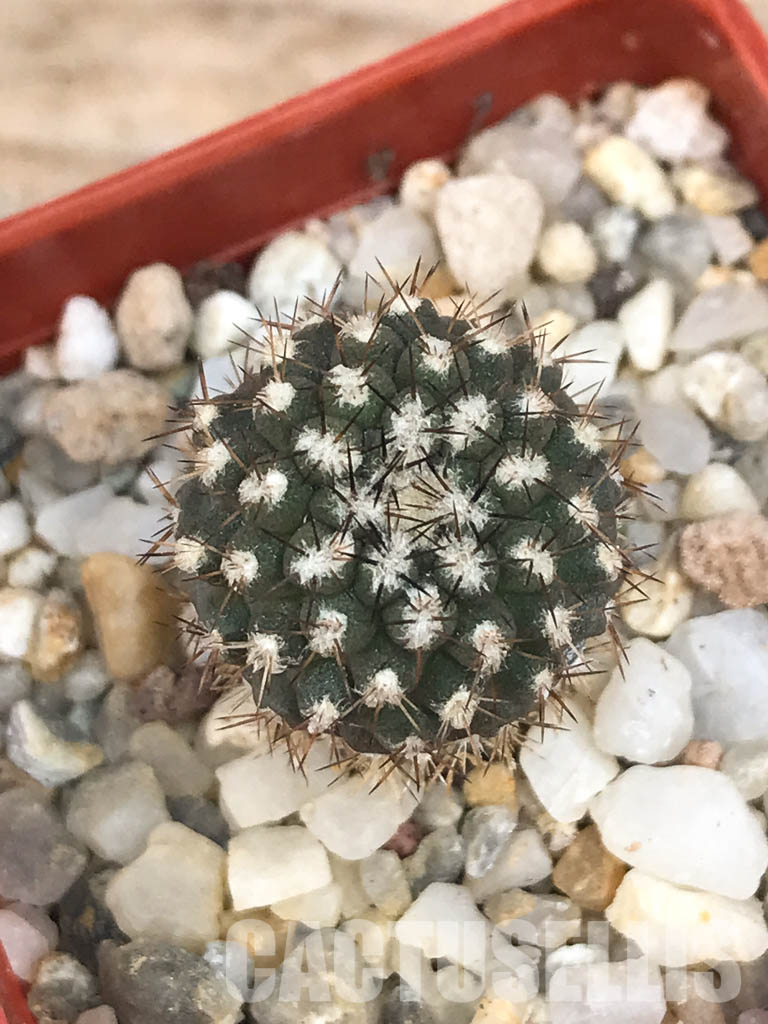 SHPR6570 Eriosyce heinrichiana (Pyrrhocactus chorosensis Ritter) JA01, Quebrada Choros, north of La Serena, Chile - Image 4