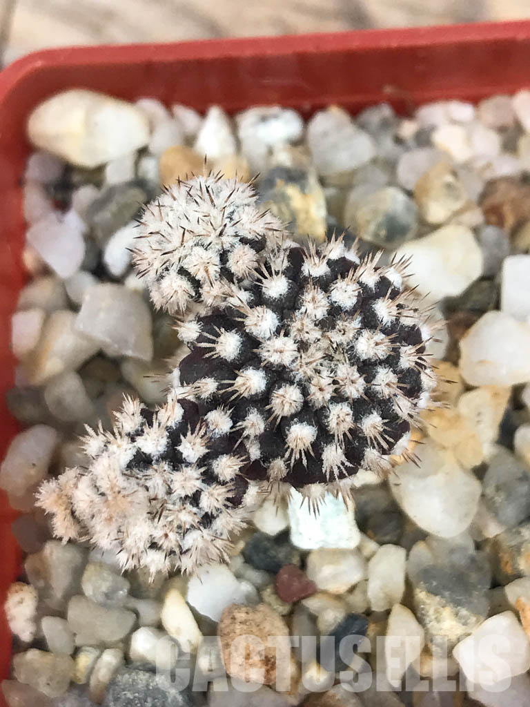 SHPR6570 Eriosyce heinrichiana (Pyrrhocactus chorosensis Ritter) JA01, Quebrada Choros, north of La Serena, Chile - Image 5