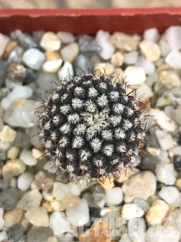 SHPR6570 Eriosyce heinrichiana (Pyrrhocactus chorosensis Ritter) JA01, Quebrada Choros, north of La Serena, Chile - Image 6