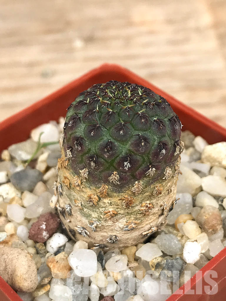 SHPR6571 Sulcorebutia rauschii, Sucre, Chuquisaca, Bolivia - Image 3