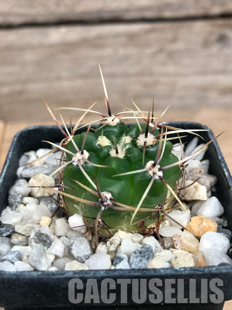 SHPR6574 Gymnocalycium monvillei ssp. gertrudae VG 1156, San Luis, El Triangulo 1567m, Argentina - Image 2