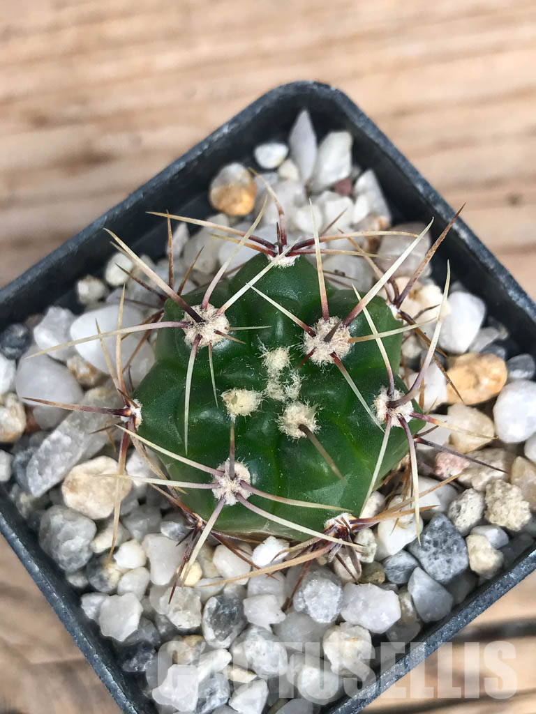 SHPR6574 Gymnocalycium monvillei ssp. gertrudae VG 1156, San Luis, El Triangulo 1567m, Argentina - Image 4
