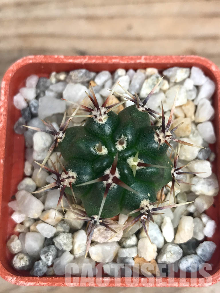 SHPR6574 Gymnocalycium monvillei ssp. gertrudae VG 1156, San Luis, El Triangulo 1567m, Argentina - Image 6