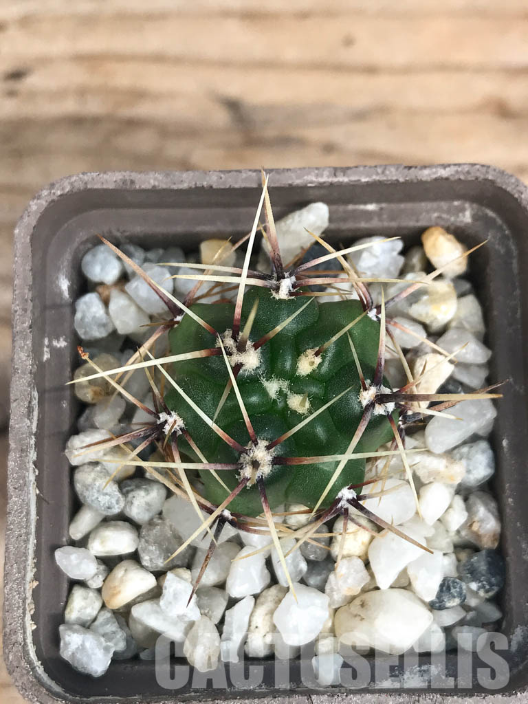 SHPR6574 Gymnocalycium monvillei ssp. gertrudae VG 1156, San Luis, El Triangulo 1567m, Argentina - Image 7