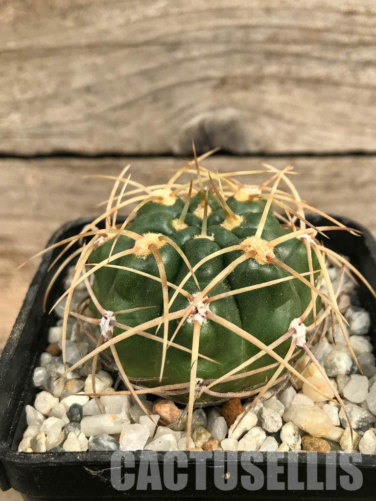 SHPR6576 Gymnocalycium monvillei TOM 09-355/1, Argentina - Obrázek 2
