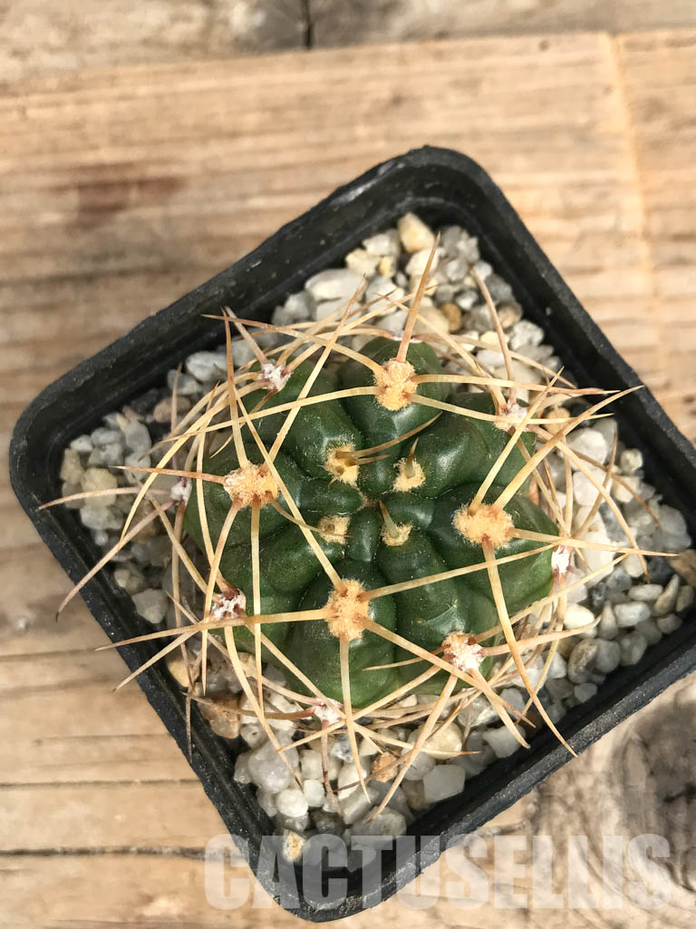 SHPR6576 Gymnocalycium monvillei TOM 09-355/1, Argentina - Obrázek 4