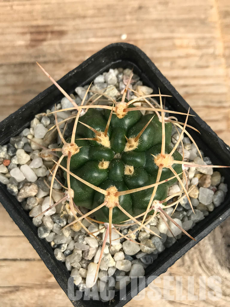 SHPR6576 Gymnocalycium monvillei TOM 09-355/1, Argentina - Obrázek 5