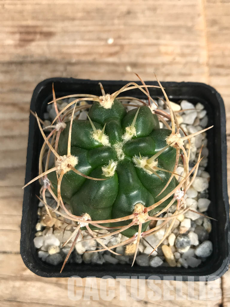 SHPR6576 Gymnocalycium monvillei TOM 09-355/1, Argentina - Obrázek 6