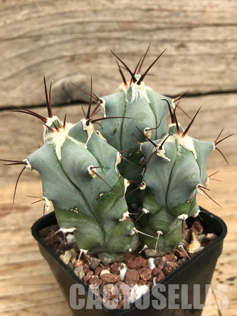 SHPR 6579 Echinocactus platyacanthus, three heads - Image 2