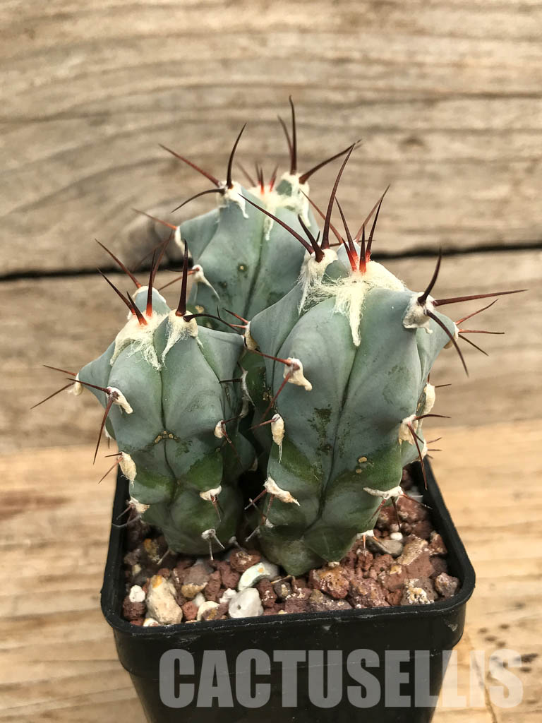 SHPR 6579 Echinocactus platyacanthus, three heads - Image 3