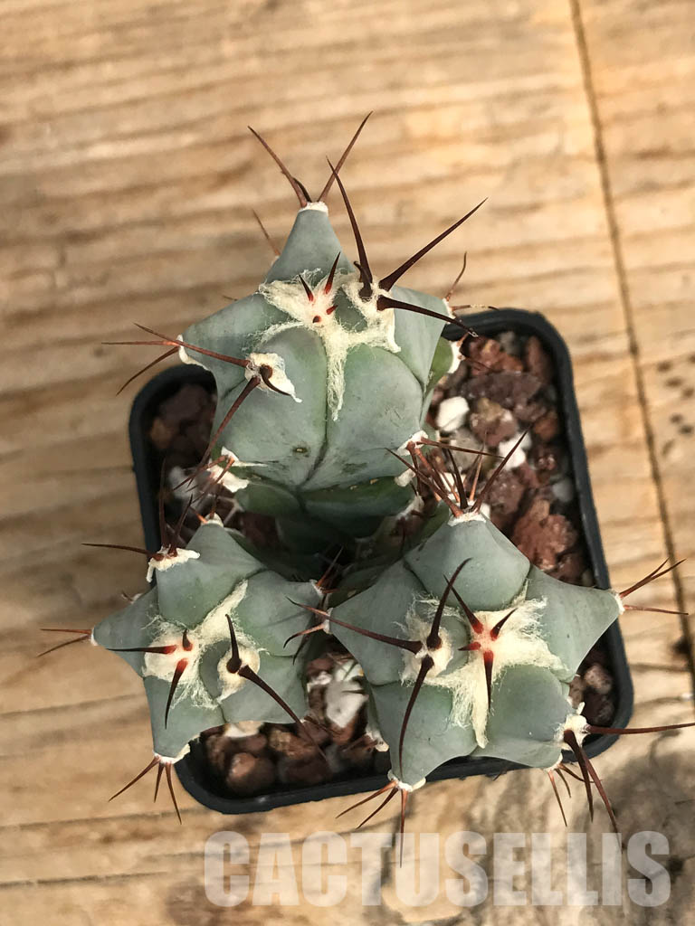SHPR 6579 Echinocactus platyacanthus, three heads - Image 4
