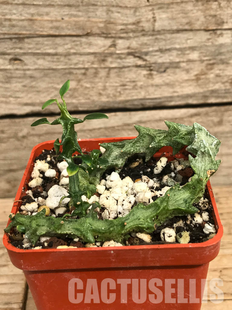 SHPR6580 Ceropegia simoneae, Totiara, Madagascar – Bild 2