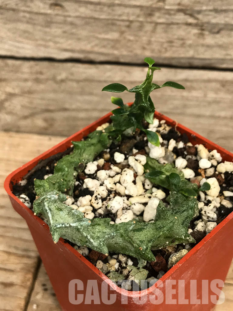 SHPR6580 Ceropegia simoneae, Totiara, Madagascar – Bild 3