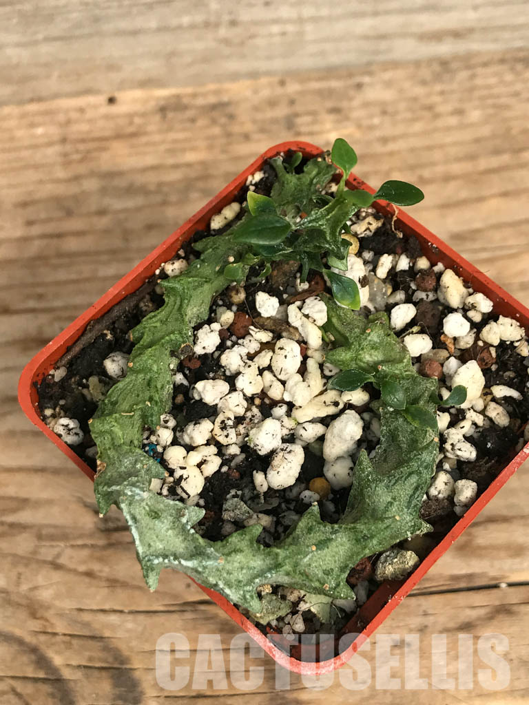 SHPR6580 Ceropegia simoneae, Totiara, Madagascar – Bild 4