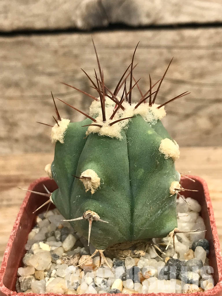 SHPR6581 Echinocactus sp. CH 233, Charco Blanco, San Luis Potosi, Mexicó - Imagen 2