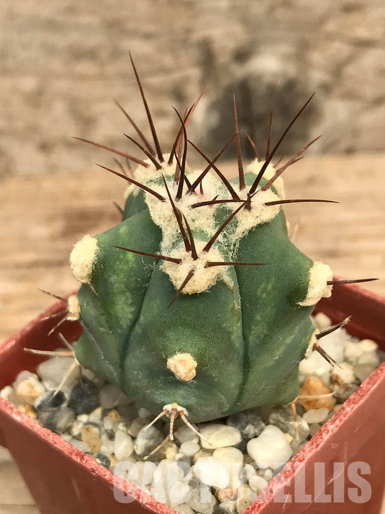SHPR6581 Echinocactus sp. CH 233, Charco Blanco, San Luis Potosi, Mexicó - Imagen 3