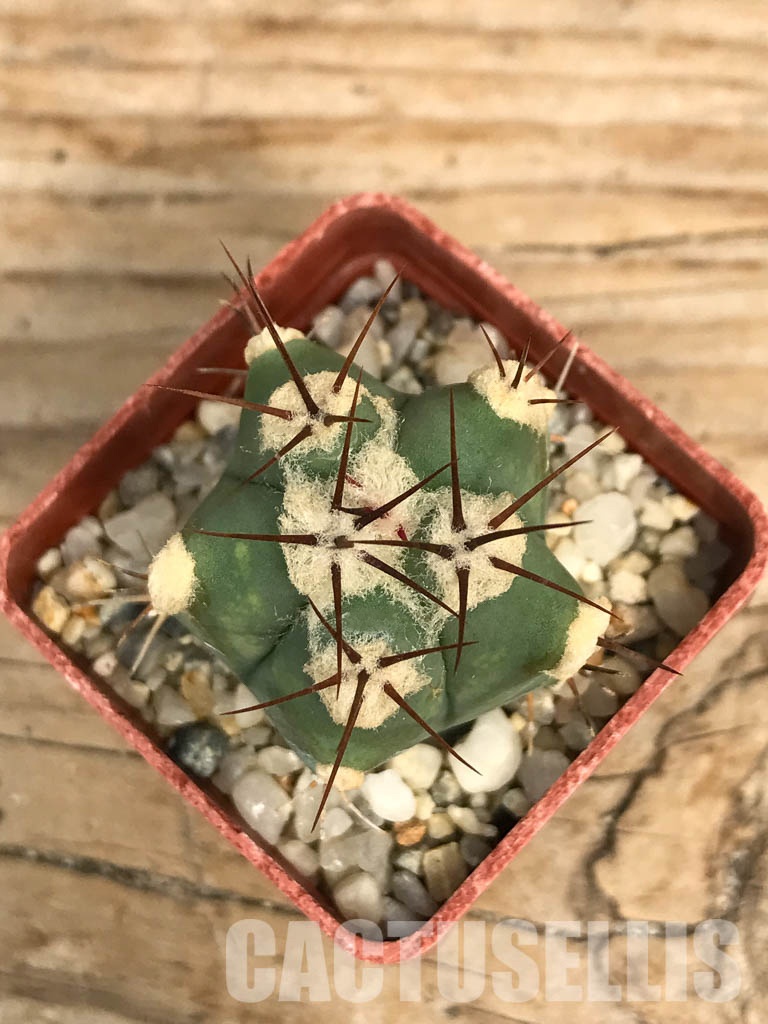 SHPR6581 Echinocactus sp. CH 233, Charco Blanco, San Luis Potosi, Mexicó