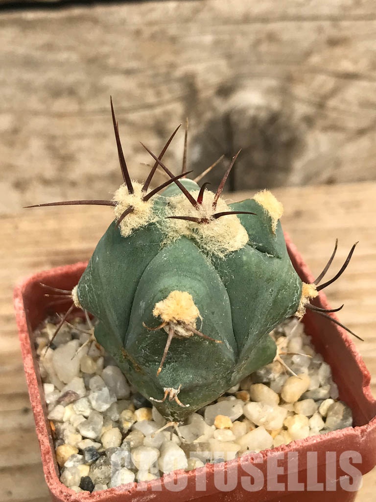 SHPR6581 Echinocactus sp. CH 233, Charco Blanco, San Luis Potosi, Mexicó - Imagen 5