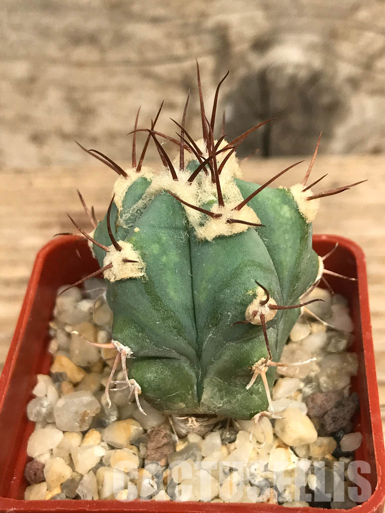 SHPR6581 Echinocactus sp. CH 233, Charco Blanco, San Luis Potosi, Mexicó - Imagen 6