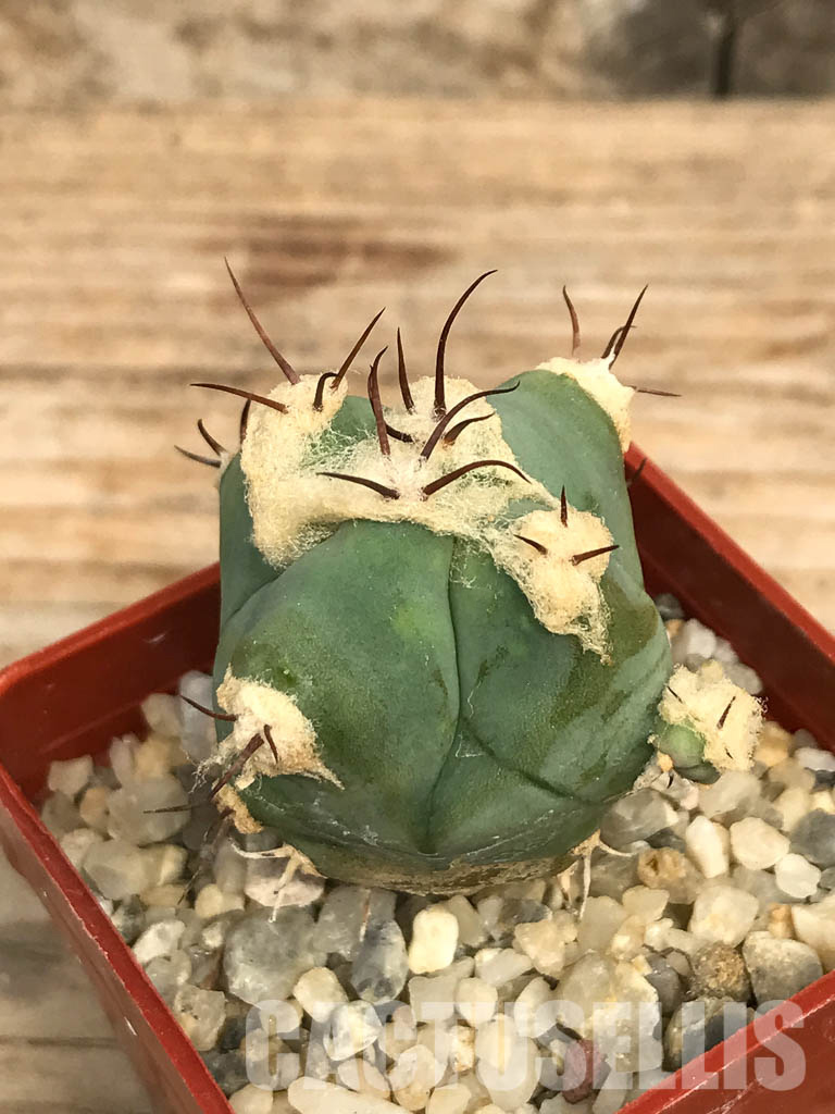 SHPR6581 Echinocactus sp. CH 233, Charco Blanco, San Luis Potosi, Mexicó - Imagen 7