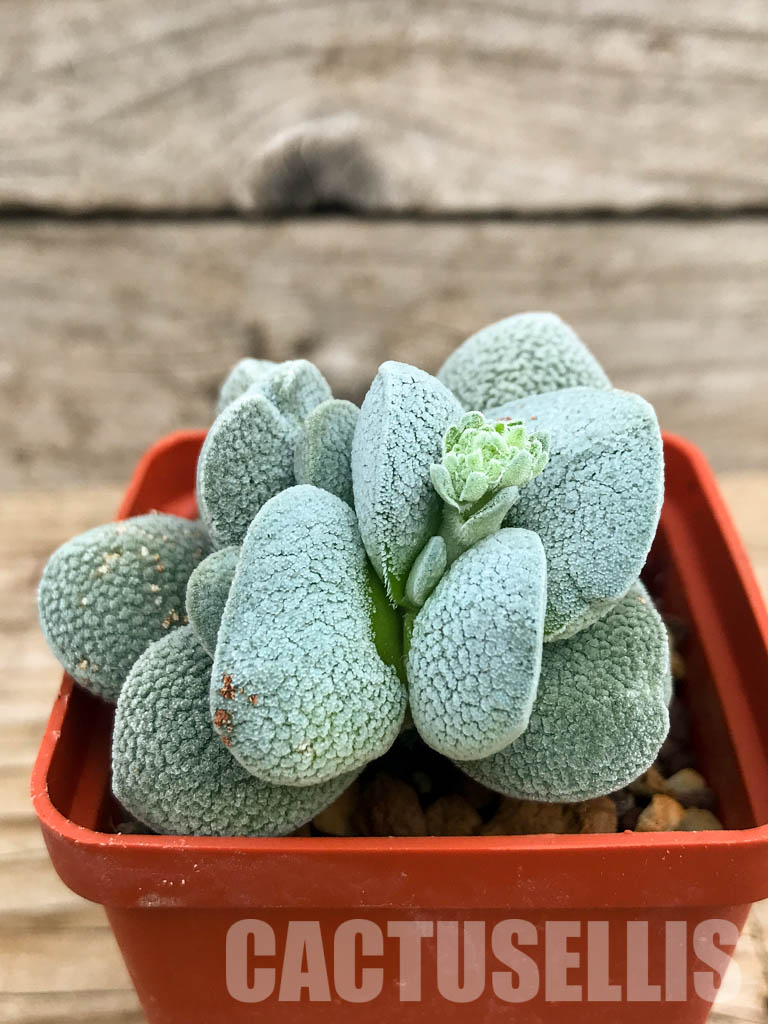 SHPR6594 Crassula tecta, Western Cape, South Africa - Image 2